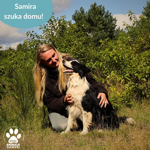 Pies do adopcji, Dąbrówka, 28 sierpnia 2025 (2/4)