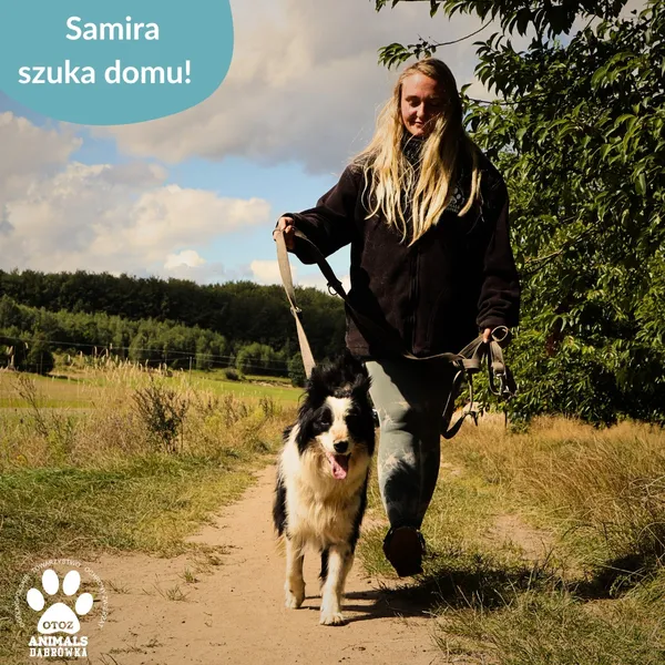 Pies do adopcji, Dąbrówka, 28 sierpnia 2025 (3/4)