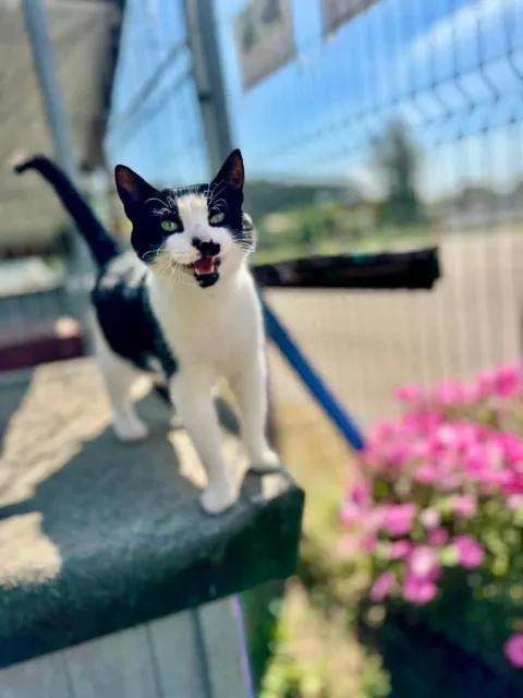 Kot do adopcji, Piła, 14 lipca 2025 (1/4)