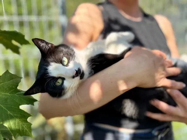 Kot do adopcji, Piła, 14 lipca 2025 (2/4)