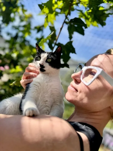 Kot do adopcji, Piła, 14 lipca 2025 (3/4)