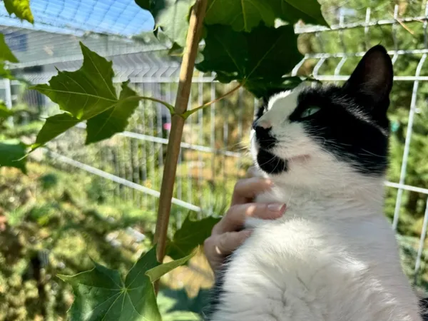 Kot do adopcji, Piła, 14 lipca 2025 (4/4)