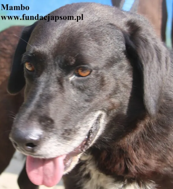 Pies do adopcji, Nowy Dwór Mazowiecki, 28 sierpnia 2025 (1/5)