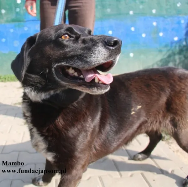 Pies do adopcji, Nowy Dwór Mazowiecki, 28 sierpnia 2025 (2/5)