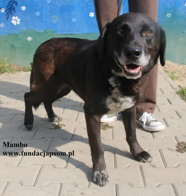 Pies do adopcji, Nowy Dwór Mazowiecki, 28 sierpnia 2025 (3/5)