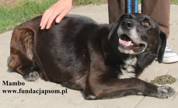 Pies do adopcji, Nowy Dwór Mazowiecki, 28 sierpnia 2025 (5/5)