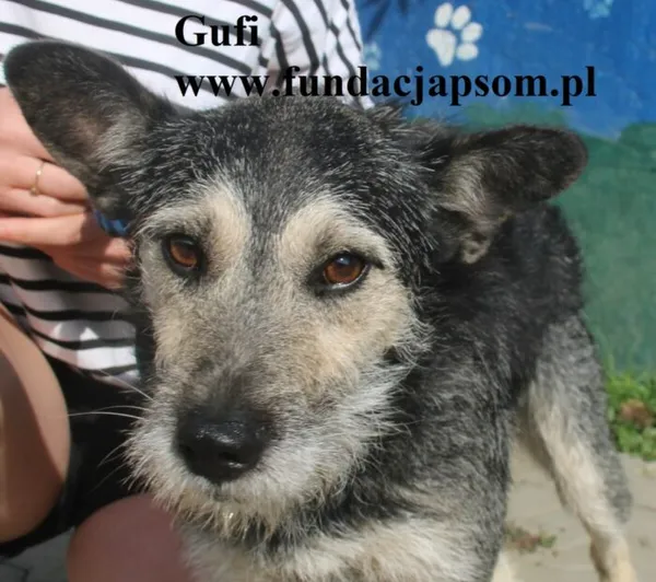 Pies do adopcji, Nowy Dwór Mazowiecki, 28 sierpnia 2025 (1/5)