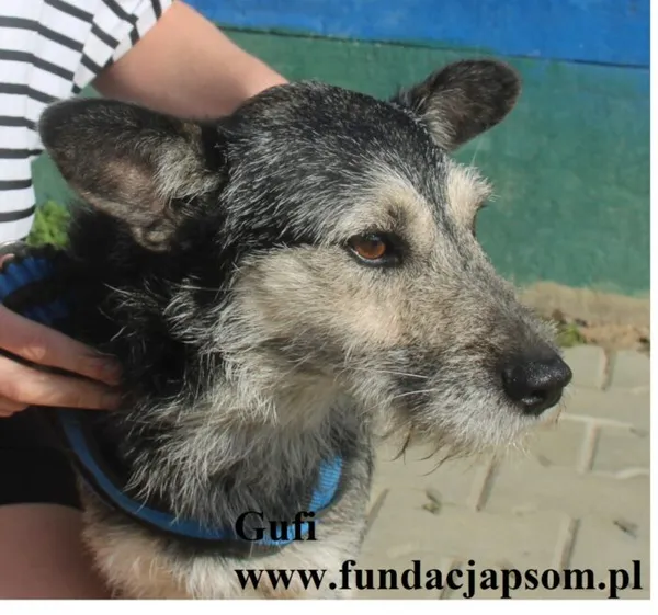 Pies do adopcji, Nowy Dwór Mazowiecki, 28 sierpnia 2025 (2/5)