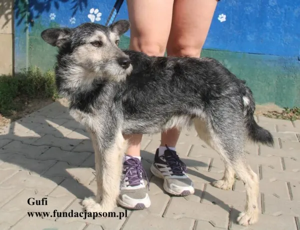 Pies do adopcji, Nowy Dwór Mazowiecki, 28 sierpnia 2025 (3/5)
