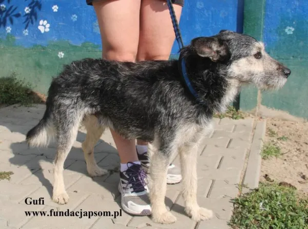 Pies do adopcji, Nowy Dwór Mazowiecki, 28 sierpnia 2025 (4/5)