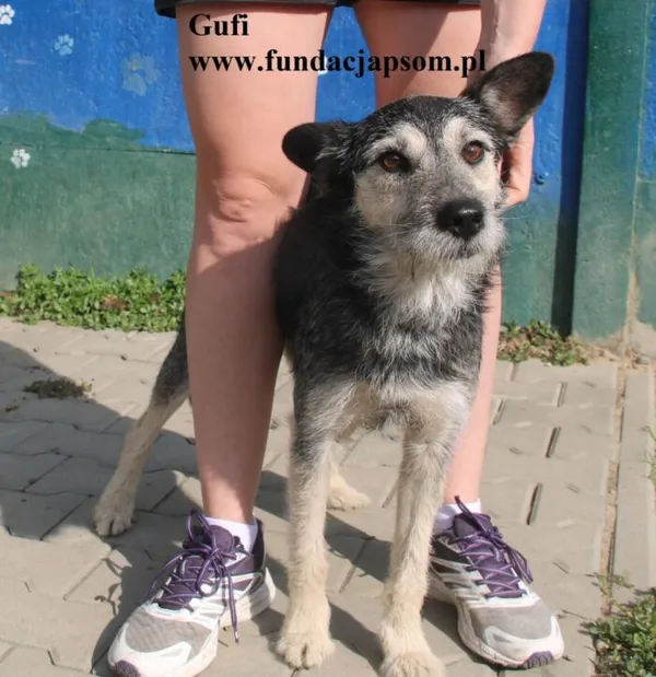 Pies do adopcji, Nowy Dwór Mazowiecki, 28 sierpnia 2025 (5/5)