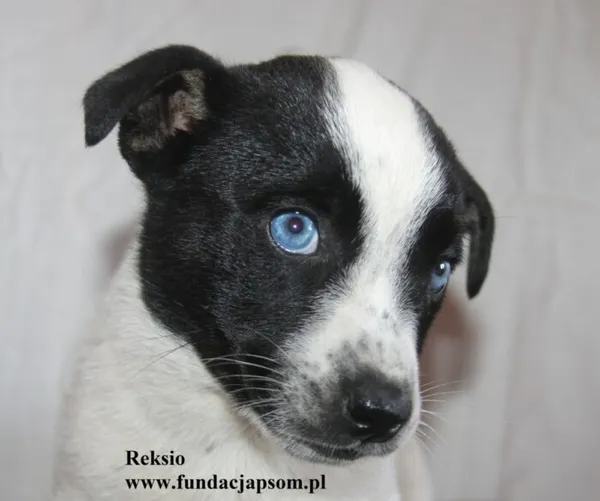 Pies do adopcji, Nowy Dwór Mazowiecki, 28 sierpnia 2025 (1/5)