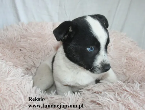 Pies do adopcji, Nowy Dwór Mazowiecki, 28 sierpnia 2025 (2/5)