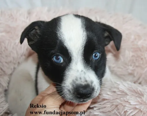 Pies do adopcji, Nowy Dwór Mazowiecki, 28 sierpnia 2025 (3/5)