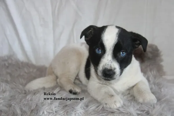 Pies do adopcji, Nowy Dwór Mazowiecki, 28 sierpnia 2025 (4/5)
