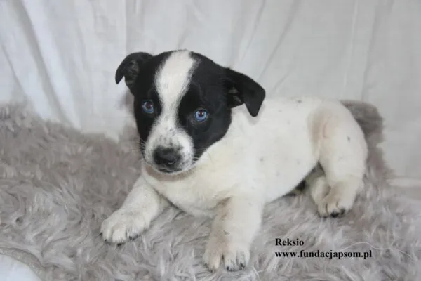 Pies do adopcji, Nowy Dwór Mazowiecki, 28 sierpnia 2025 (5/5)