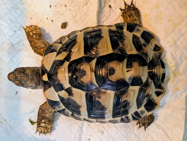 Znaleziono zwierzę, Lublin, 27 sierpnia 2025