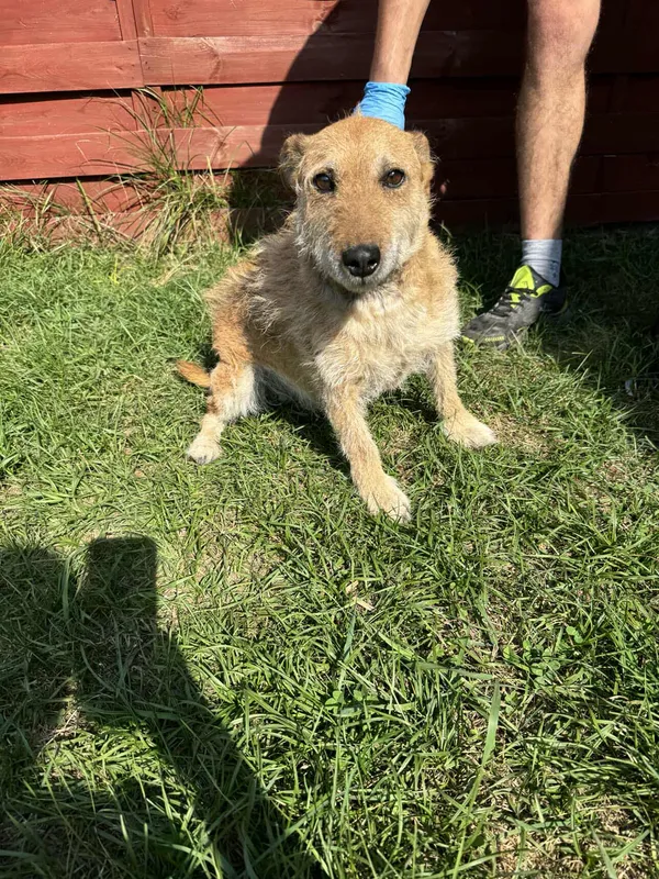 Znaleziono psa, Czartki, 28 sierpnia 2025