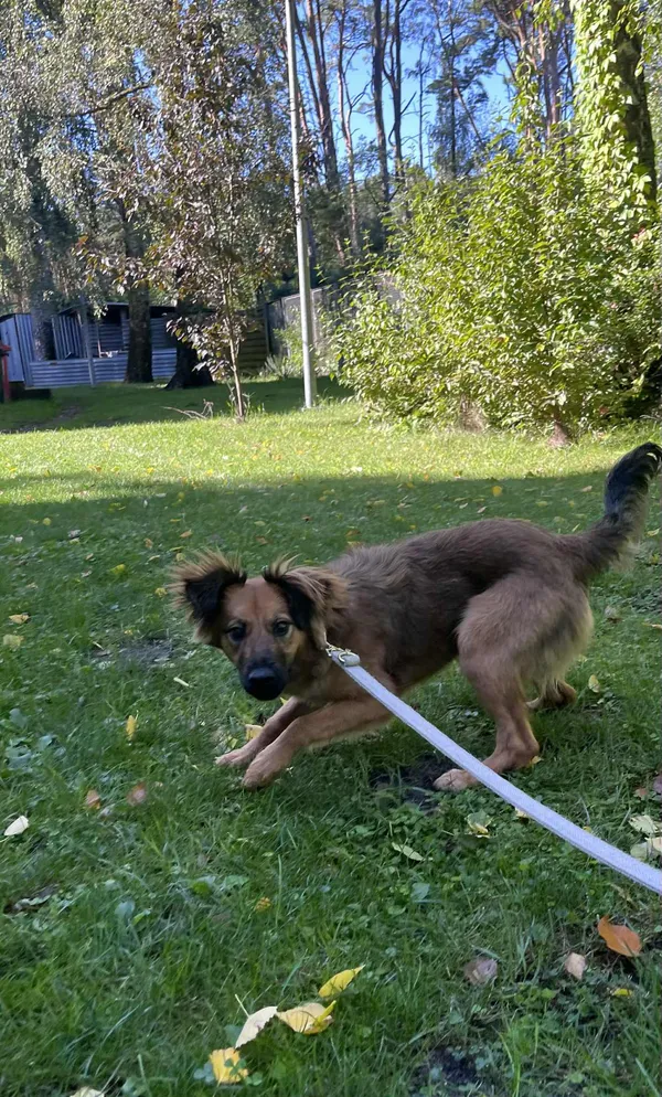 Pies do adopcji, Włocławek, 27 sierpnia 2025 (1/3)