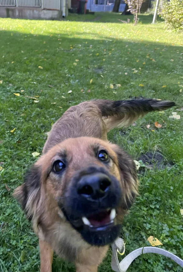 Pies do adopcji, Włocławek, 27 sierpnia 2025 (3/3)