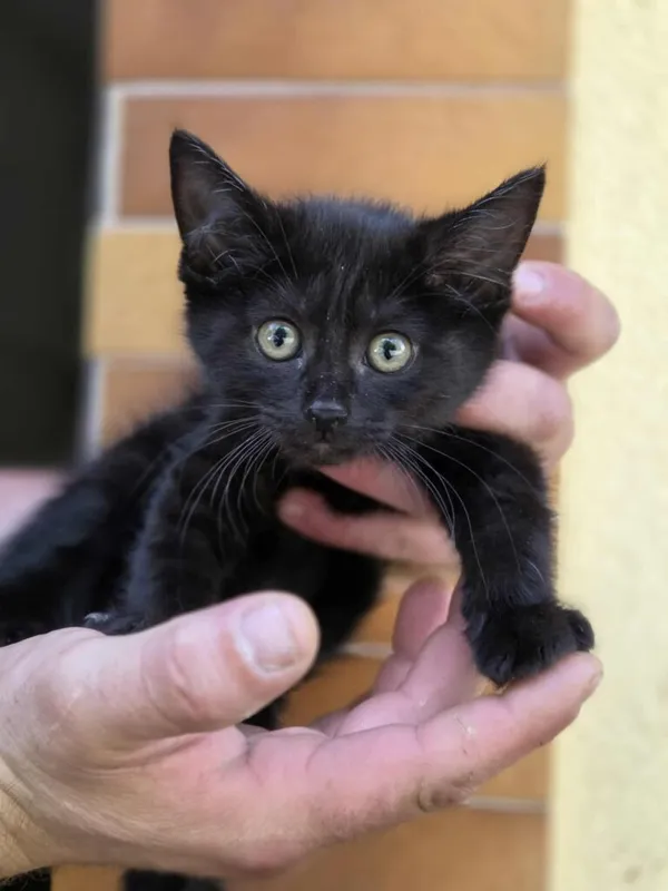 Kot do adopcji, Jelenia Góra, 11 sierpnia 2025 (1/3)