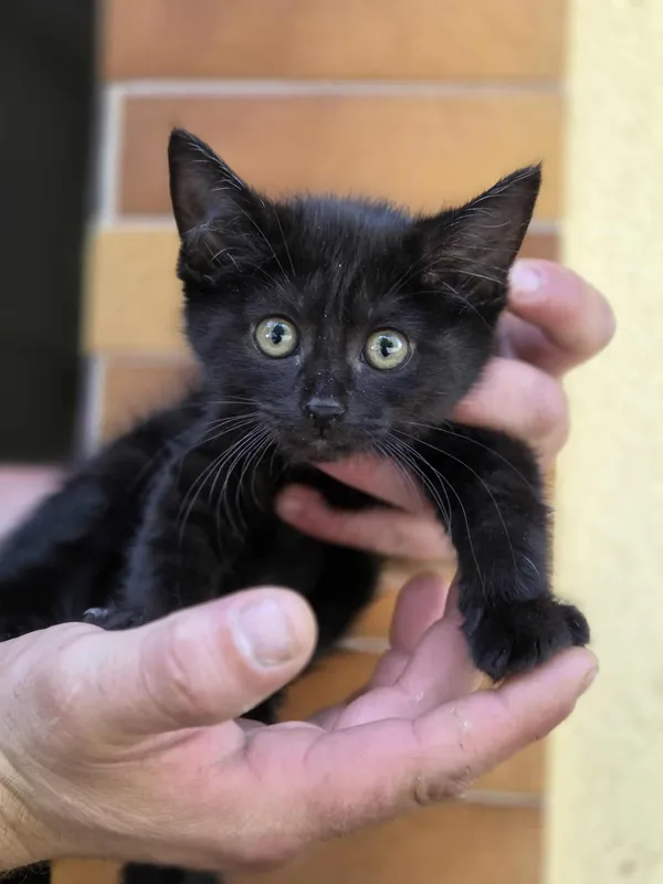 Kot do adopcji, Jelenia Góra, 11 sierpnia 2025 (3/3)