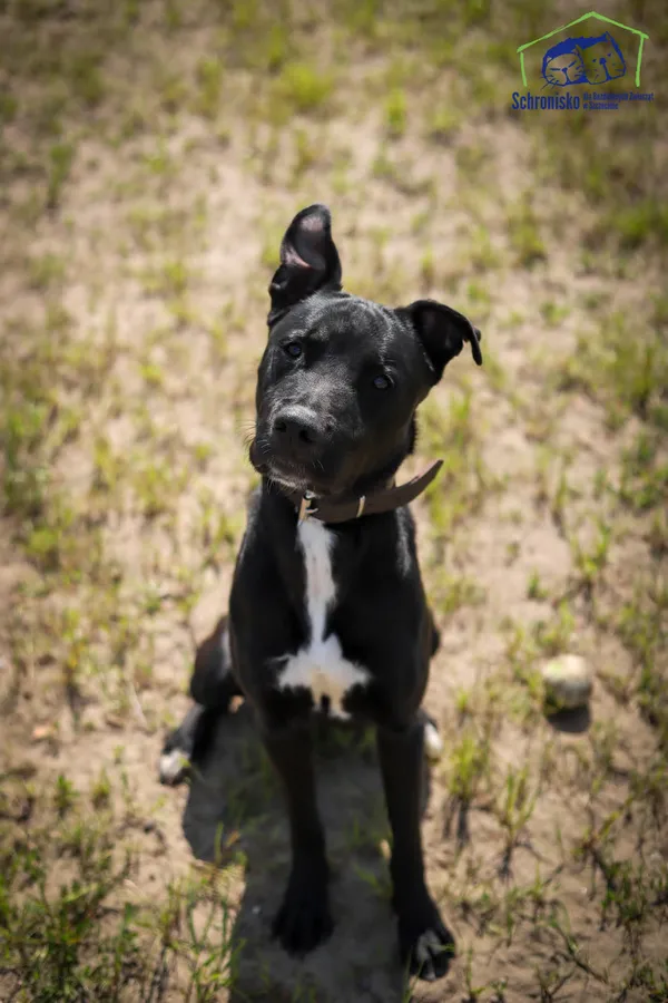 Znaleziono psa, Szczecin, 27 sierpnia 2025 (1/3)