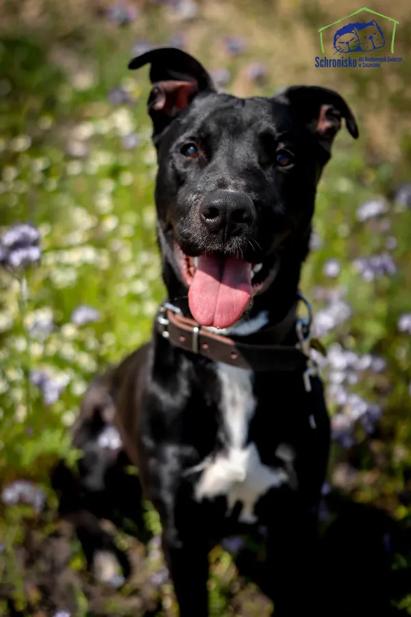 Znaleziono psa, Szczecin, 27 sierpnia 2025 (2/3)
