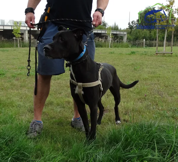 Znaleziono psa, Szczecin, 27 sierpnia 2025 (3/3)