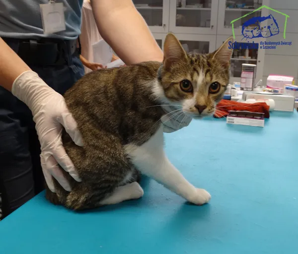 Znaleziono kota, Szczecin, 27 sierpnia 2025