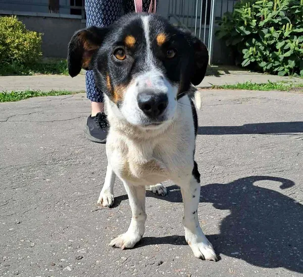 Pies do adopcji, Olsztyn, 11 sierpnia 2025 (2/2)