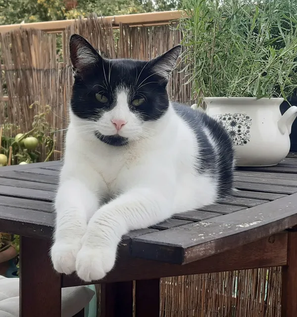 Zaginął kot, Łódź, 28 sierpnia 2025