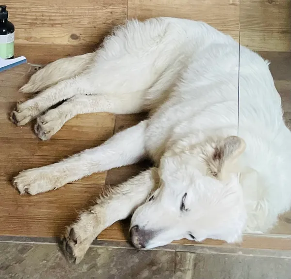 Zaginął pies, Rumy, 29 sierpnia 2025 (2/4)