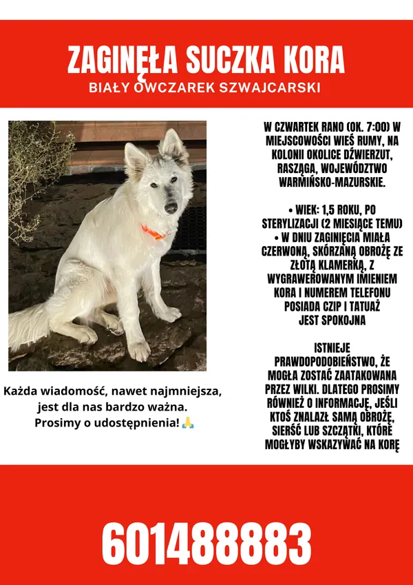 Zaginął pies, Rumy, 29 sierpnia 2025 (4/4)