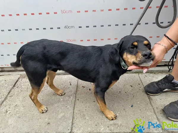 Pies do adopcji, Racławice, 26 sierpnia 2025 (1/3)