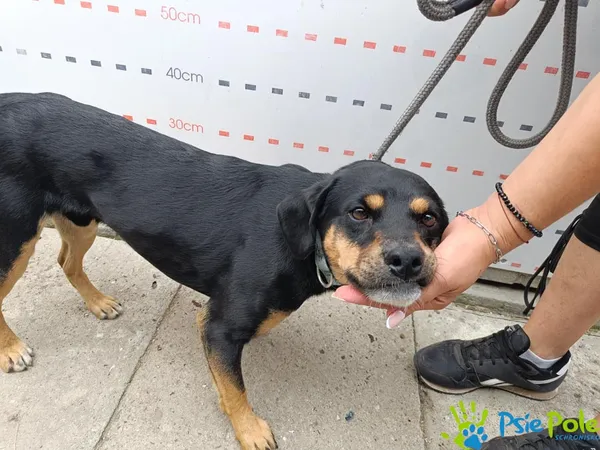 Pies do adopcji, Racławice, 26 sierpnia 2025 (2/3)