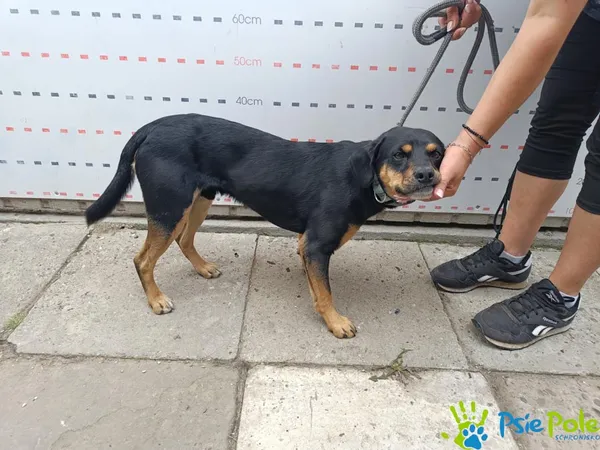 Pies do adopcji, Racławice, 26 sierpnia 2025 (3/3)