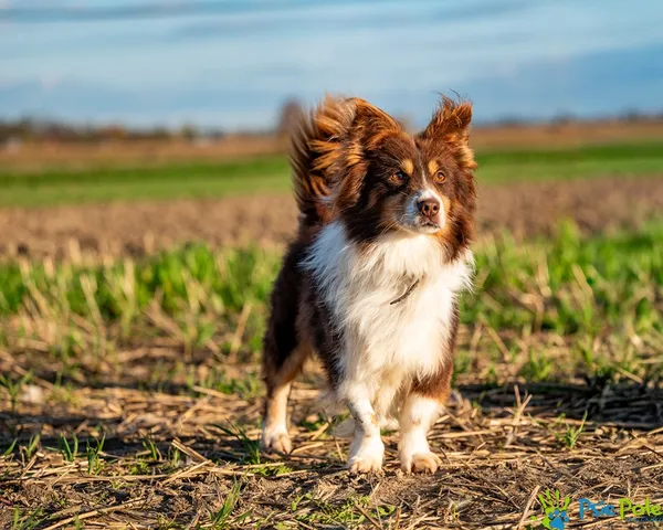 Pies do adopcji, Racławice, 27 sierpnia 2025 (3/5)