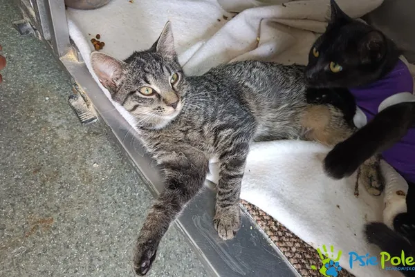 Kot do adopcji, Racławice, 27 sierpnia 2025 (1/3)