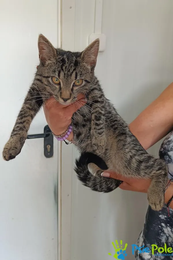Kot do adopcji, Racławice, 27 sierpnia 2025 (2/3)