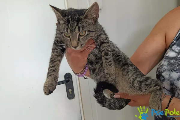 Kot do adopcji, Racławice, 27 sierpnia 2025 (3/3)