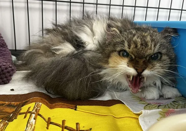 Znaleziono kota, Toruń, 28 sierpnia 2025