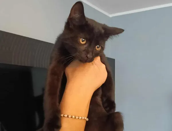 Znaleziono kota, Toruń, 25 sierpnia 2025