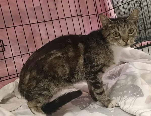 Znaleziono kota, Toruń, 24 sierpnia 2025