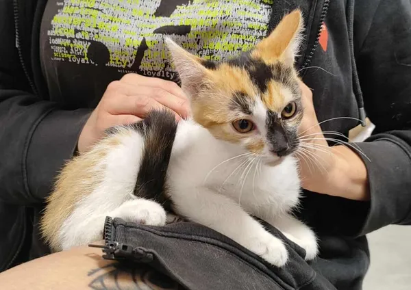 Znaleziono kota, Toruń, 24 sierpnia 2025