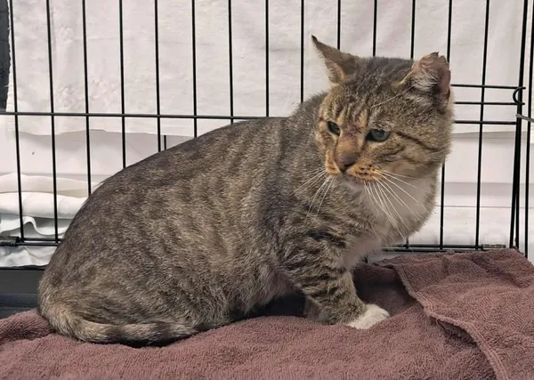 Znaleziono kota, Toruń, 22 sierpnia 2025