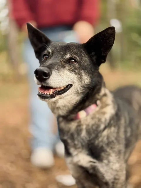 Pies do adopcji, Piła, 12 czerwca 2025 (1/5)