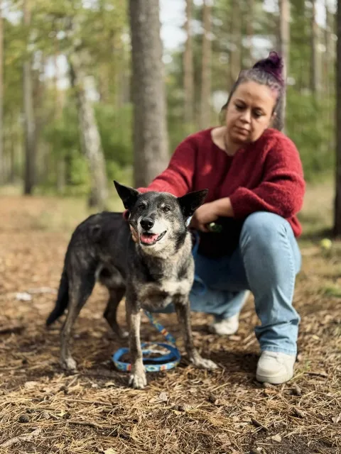 Pies do adopcji, Piła, 12 czerwca 2025 (2/5)