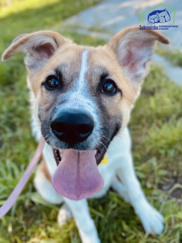 Znaleziono psa, Szczecin, 29 sierpnia 2025 (1/3)