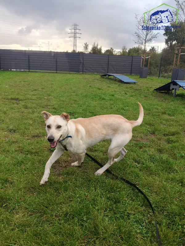 Znaleziono psa, Szczecin, 28 sierpnia 2025 (1/3)